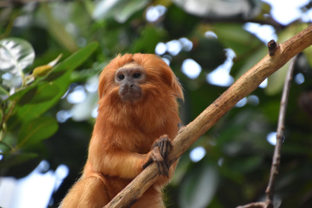 Amazing capture of a curious golden lion tamarin monkey sitting up.