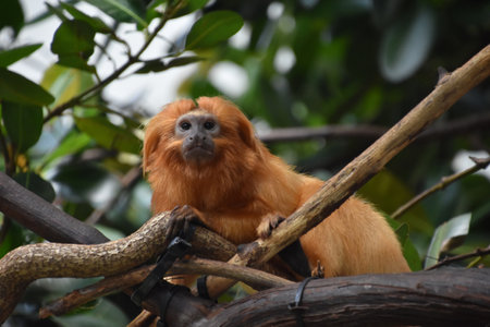 Intrigued golden lion tamarin monkey on a tree branch.の写真素材