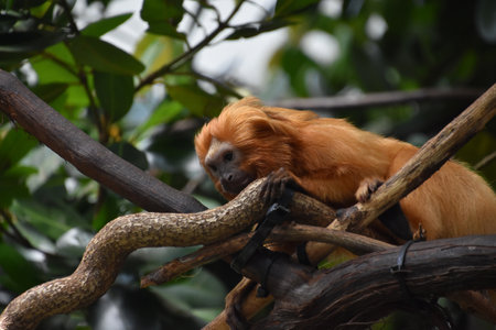Sweet golden lion tamarin monkey gazing down from a tree.