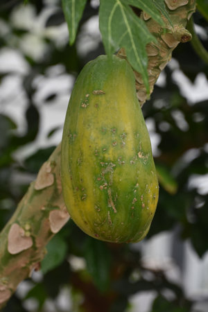 Papaya fruit growing and ripening on a fruit tree.の写真素材
