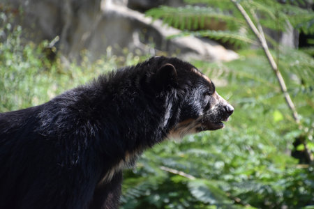 Beautiful capture of an endangered Andean bears side profile.