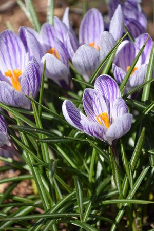 Pretty purple and white crocus blooming and flowering in the spring.の写真素材
