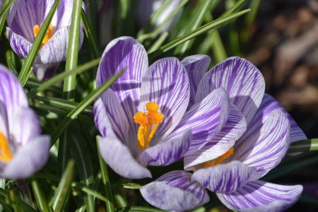 Pretty purple and white crocus blooming in the spring.の写真素材