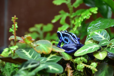 Bright cobalt blue poison dart frog in a tropical rainforest environment.
