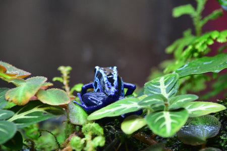 A look at the back of a cobalt blue poison dart frog.の写真素材