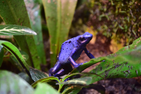 Side profile of a blue poison dart frog in a rainforest.