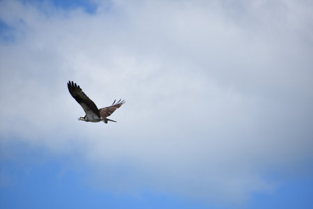 Beautiful flying osprey bird with white wispy clouds in the sky.