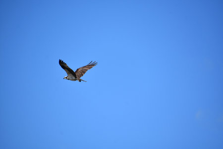 Osprey bird with wings spread in flight in a brilliant blue skies.