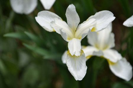 Gorgeous cluster of flowering white Siberian iris blossoms.