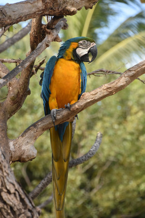 Blue and gold macaw on a branch with his beak open.