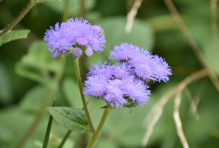 Gorgeous lavender ageratum flower blossoms in a garden in the summer.