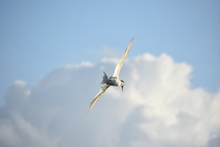 Sea bird known as a tern with wings spread in flight in the clouds.