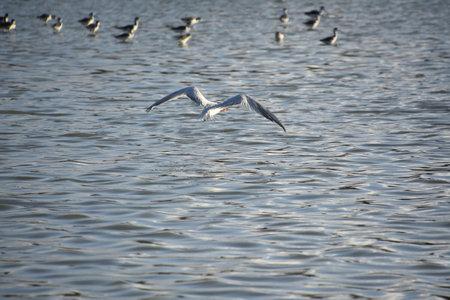 Beautiful stunning tern in flight over the water of the ocean.