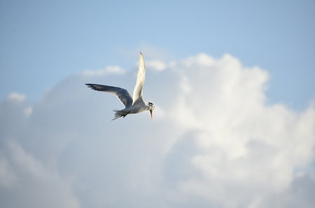 Tern in flight in the sky with his wings spread in the clouds.の写真素材