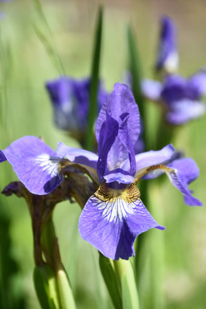 Spring blossoms of purple Siberian iris in a garden.