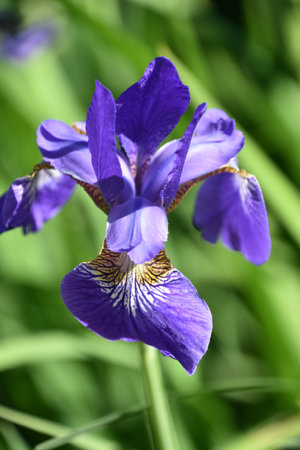 Beautiful single flowering purple iris blossom in the spring time.の写真素材