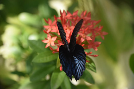 Really shiny black wings on a butterfly in a garden.