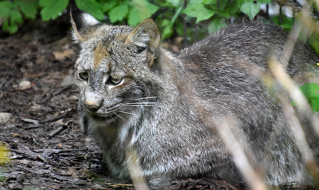 Wild lynx resting on the ground in the wilderness.