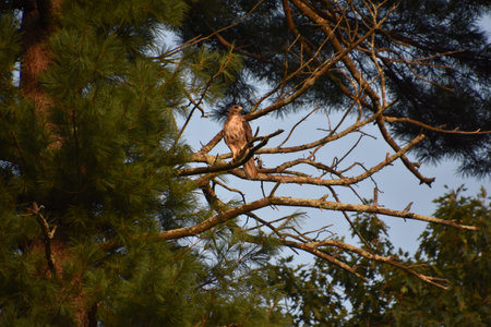 Falcon surrounded by pine branches in a tree in the summer.