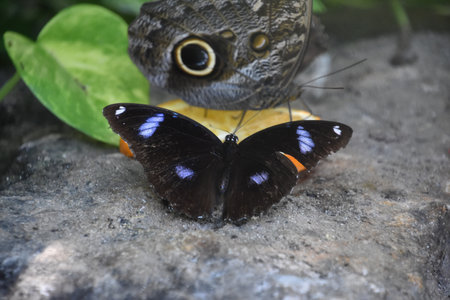 Wings spread on an eggfly butterfly on an orange slice.