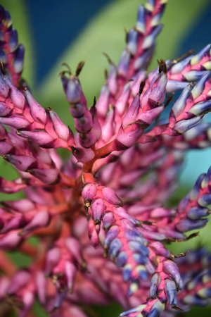 Beautiful flowering bromeliad plant flowering in a garden.の写真素材