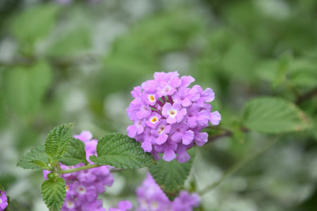 Pretty purple verbena flowers blooming and flowering in a garden.