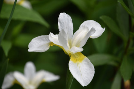Garden with white Siberian iris flowering and blooming in the spring.