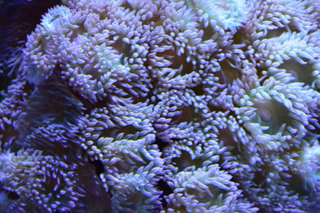Swaying tentacles on underwater sea anemones in the tropics.