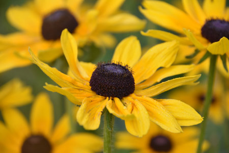 Fantastic yellow brown Betty flower blossoms in a garden.