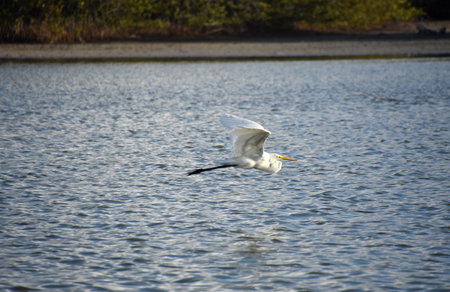 Beautiful great white egret bird over the waters surface.の写真素材