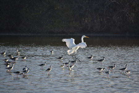 Pretty stunning white egret bird coming in for a landing in water.