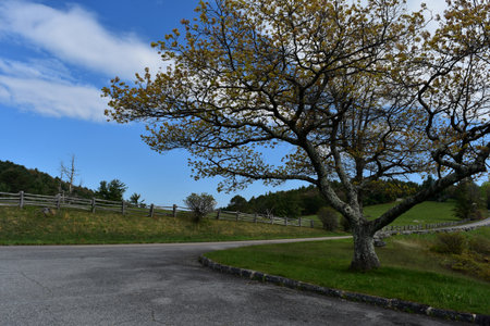 Deserted road along the Blue Ridge Parkway in Virginia.