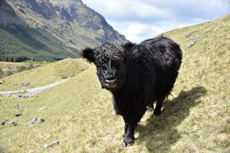 Black galloway cow in a valley in northern England between peaks.の写真素材