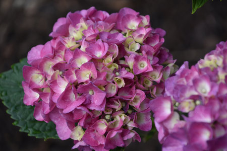 Pretty in pink flowering hydrangea blossom bloooming in the summer.