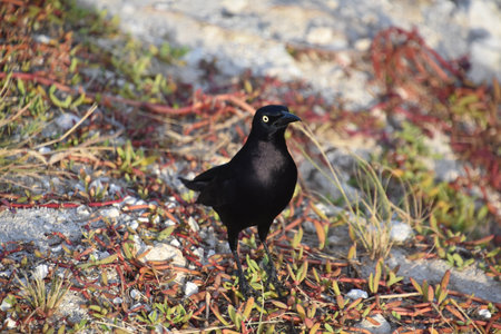 Beautiful blackbird known as a grackle in Aruba.