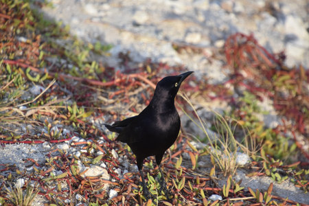 Grackle bird looking back over his shoulder in Aruba.