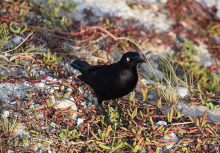 Brilliant black glossy grackle bird with yellow eyes.