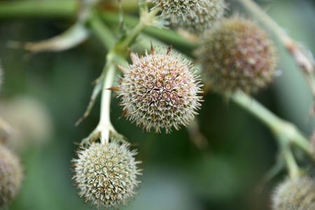 Amazing collection of globe thistle flower blossoms in the summer up close.