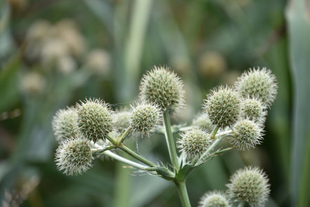 Flower heads going to seed on a globel thistle plant in the summer.の写真素材