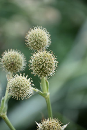 Close up of a globe thistle flower going to seed in a garden.