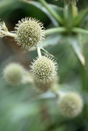 Beatiful globe thistle flower blossom budding and blooming in the summer.