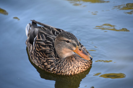 Fantastic capture of a mallard and looking directly into the ducks face.