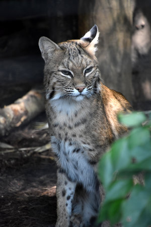 Cute wild bobcat with one ear drawn back.の写真素材