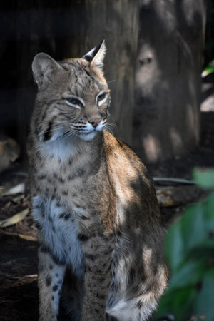 Bobcat with his eyes slightly closed and squinting.