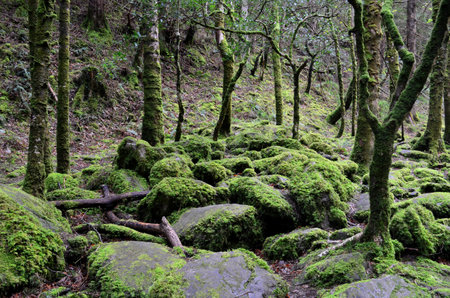 Green moss covered rocks in a woodland forest.