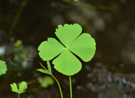Pretty vibrant green four leaf clover in nature.