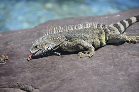 Creeping iguana lizard with his tongue peaking out eating a snack.