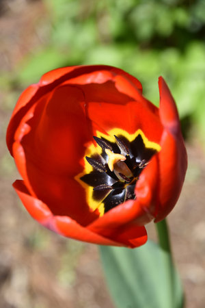 Beautiful red tulip blossom up close and personal in a garden.