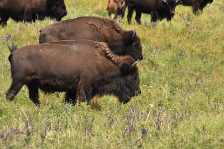Shaggy North American Bison in a grass filled field.