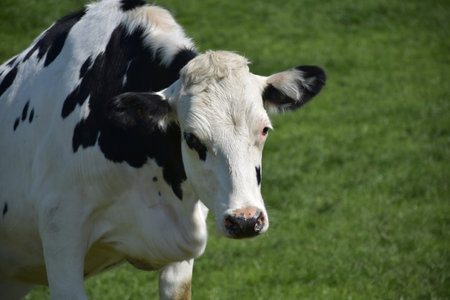 White and black heifer cow in a field in England.